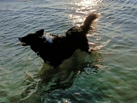 Gallery Photo of Jessie, my 12 year-old rescue border collie X takes a plunge (a huge step for her!) and finds her bliss!