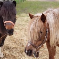 Gallery Photo of Who doesn't love friendly ponies! 