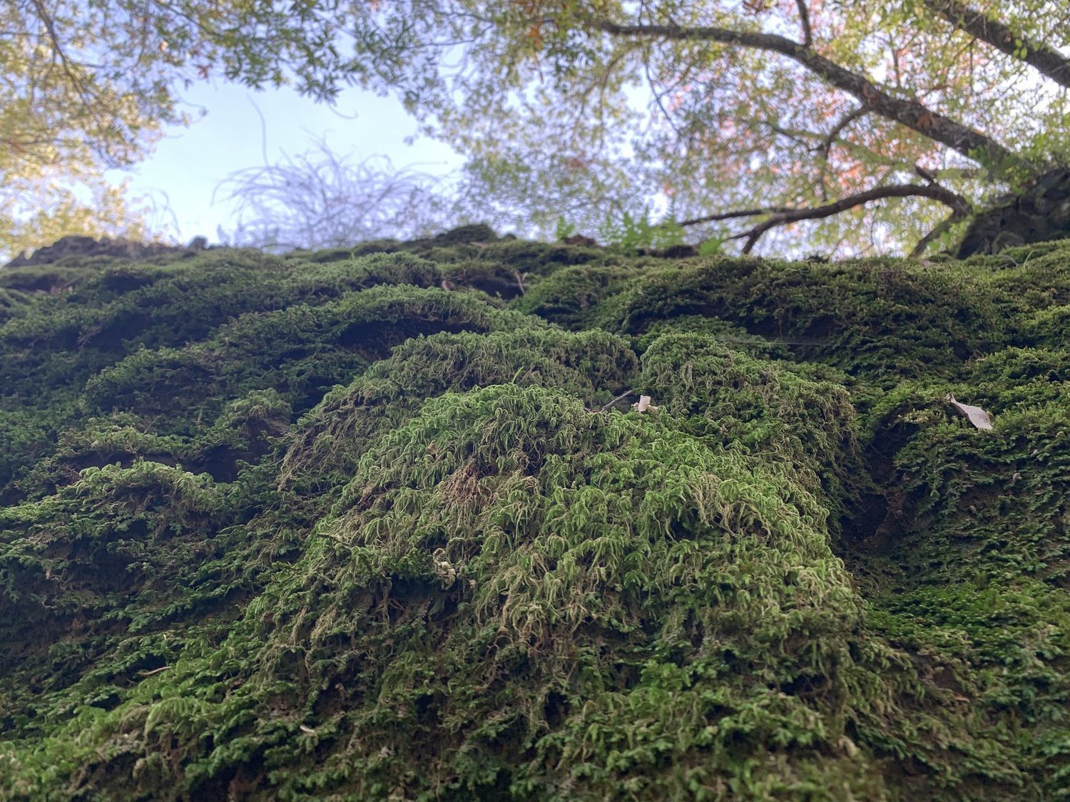 Dr Mark Chofla Empathy Therapy, Psychiatrist, Yakima, WA, 98902