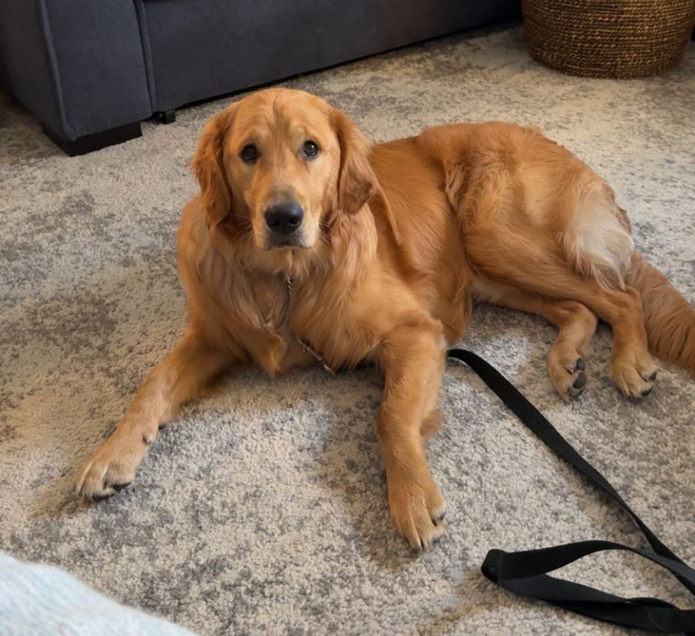 This is Larry! He is my furry companion that is present in my sessions, here to offer you love and lots of comedic relief! 