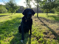 Gallery Photo of This is Woody. Woody loves being outdoors.   He loves walking & darting around, he loves the fresh air & open space.