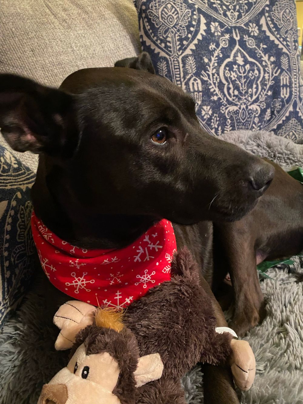 Hachi is working on his anxiety in hopes that he'll make it to the office one day to meet you  :)