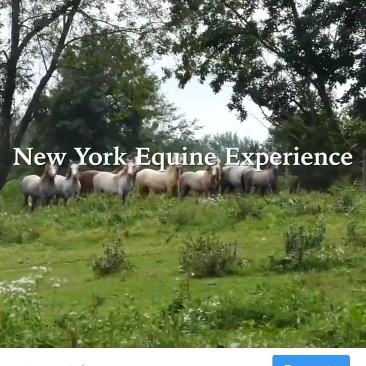 NY Equine Experience, Clinical Social Work/Therapist, Montgomery, NY