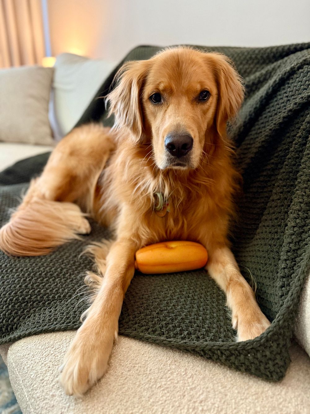 I can guarantee you that my dog Arwen, will definitely be dropping into sessions at some point to provide you emotional support.