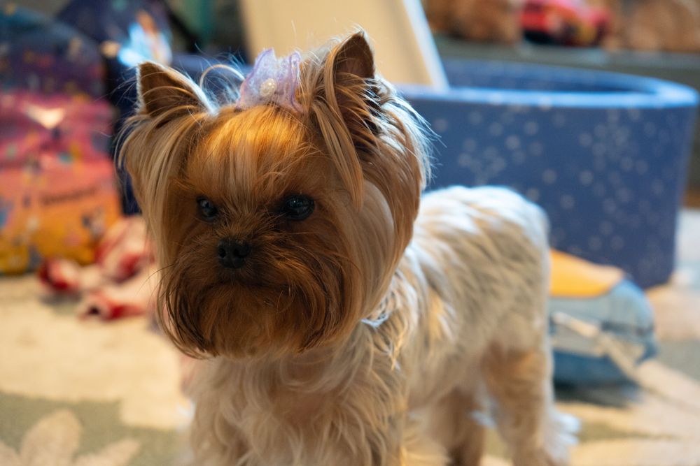 Meet Juicy, a wonderful companion who brings positive energy. If you'd like, she can join our calls for emotional support or a cute hello!