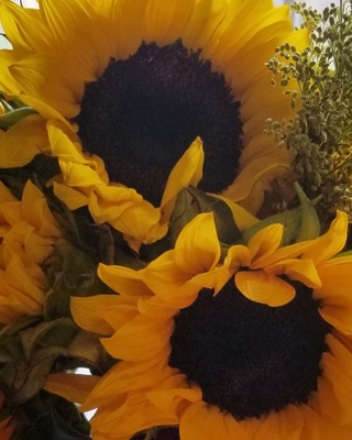 Sunflower Counseling Services, PLLC