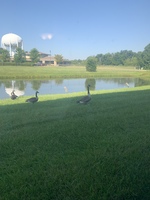 Gallery Photo of Regular nature breaks with the help of our special guests- geese, blue heron, turtles, and carp. Mindfulness is not just taught but experienced.