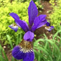 Gallery Photo of It's so spectacular when my Irises come up in the spring.  The Iris Flower Essence is amazing for reconnecting us with and amplifying our creativity.