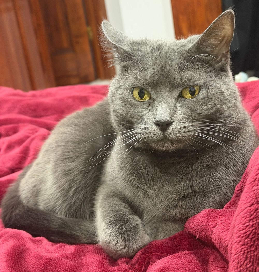 My child Quema, who may make appearances mid-session.