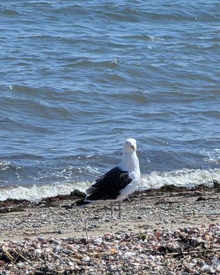 Photo of Kate Nowicki, Clinical Social Work/Therapist, LCSW