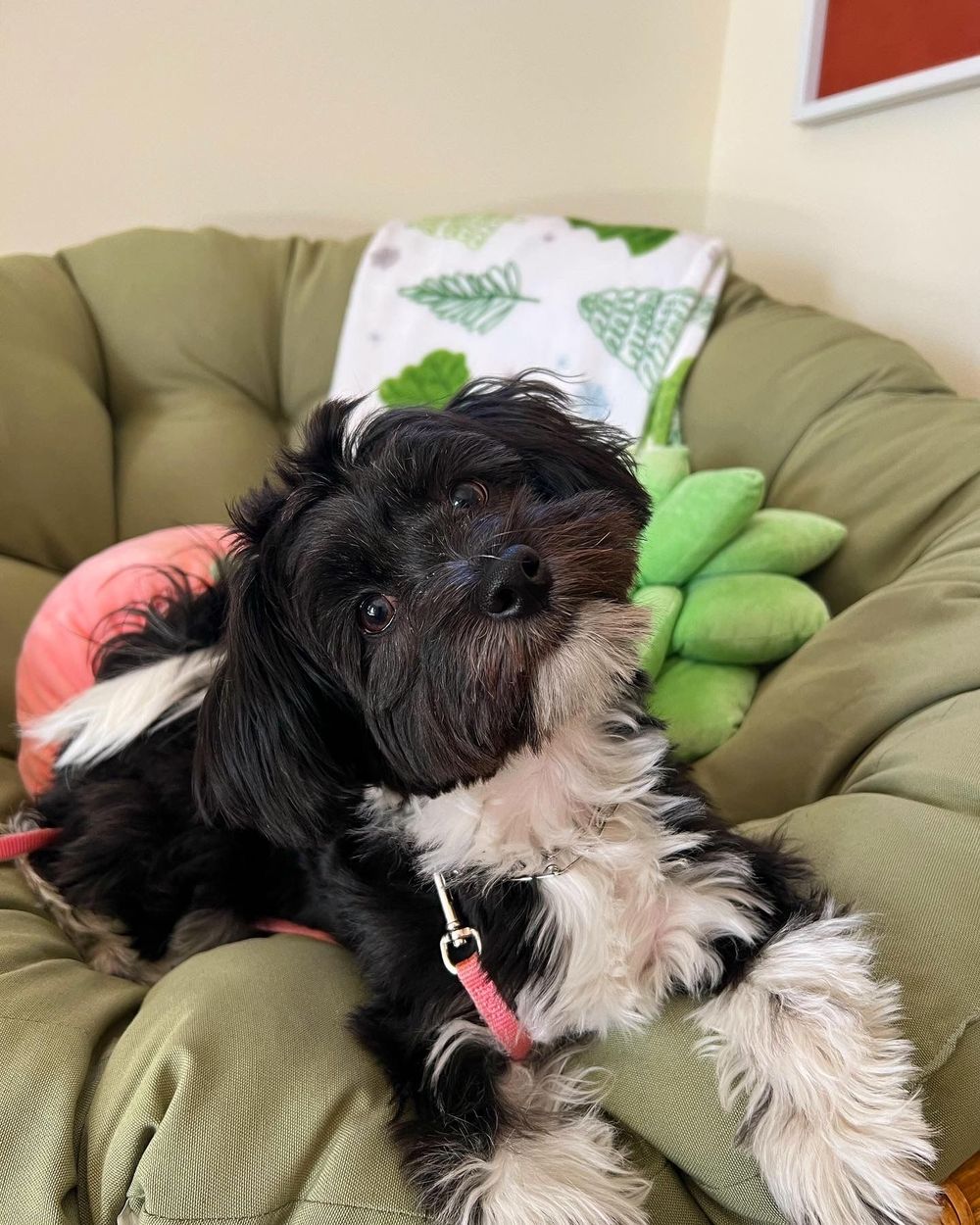 Hi my name is Poppy! I am excitable, friendly,  and ready to help you feel more comfortable in session! 