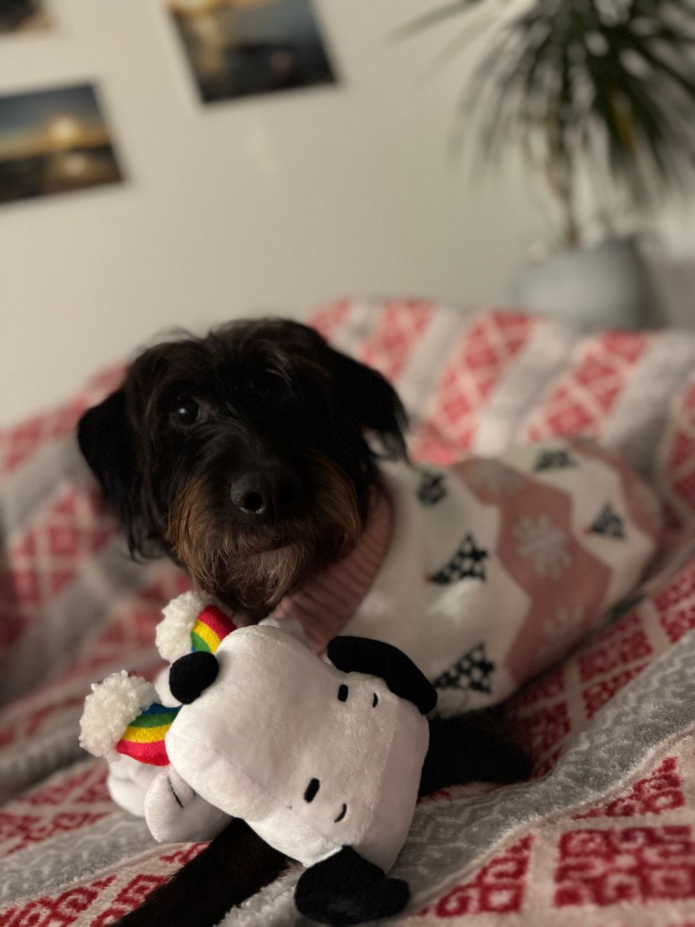 My beautiful Susie also likes to say Hi during certain sessions to provide support.