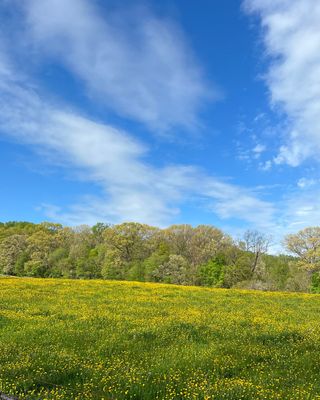 Photo of Lauren Lineback, Psychologist, PsyD