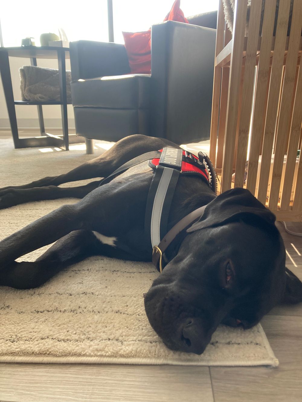 This is our therapy dog Rosco he attends all in-person sessions! 