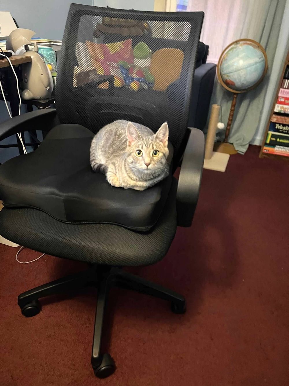 Comes with companion pet who sometimes shows up to support sessions. 