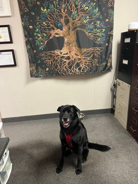 Meet Jasper :) He's a 7yo Black Lab / Husky Mix and he loves working in the office! 