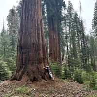 Gallery Photo of Yosemite Sequoia Beauty