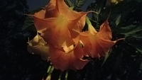 Gallery Photo of My Trumpet Flowers