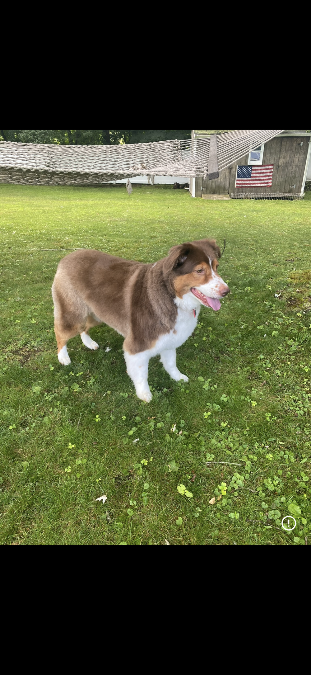 My pup Mabel:) 