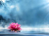 Gallery Photo of Therapy is ultimately about healing. The lotus flower is beautiful - but it has to emerge from a murky swamp. Personal strength springs from adversity