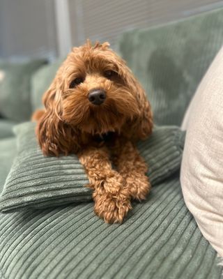 Photo of Chelsey Dixon - Every Morning Counseling Associates , Clinical Social Work/Therapist, LCSW