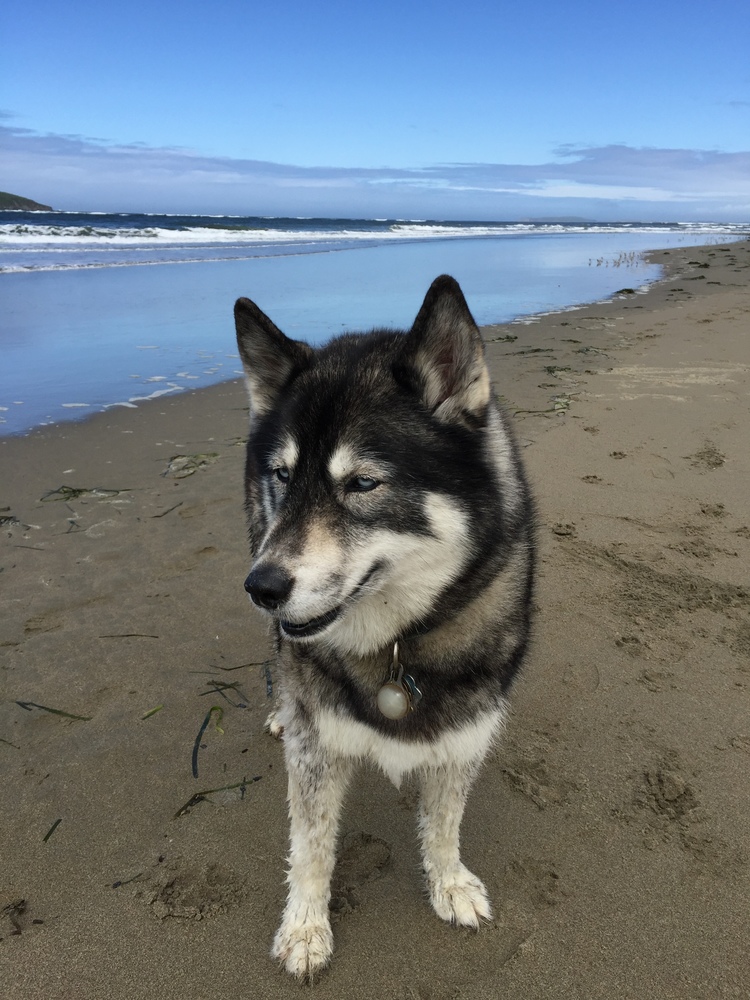 I am a dog person and this is my dog at the beach.