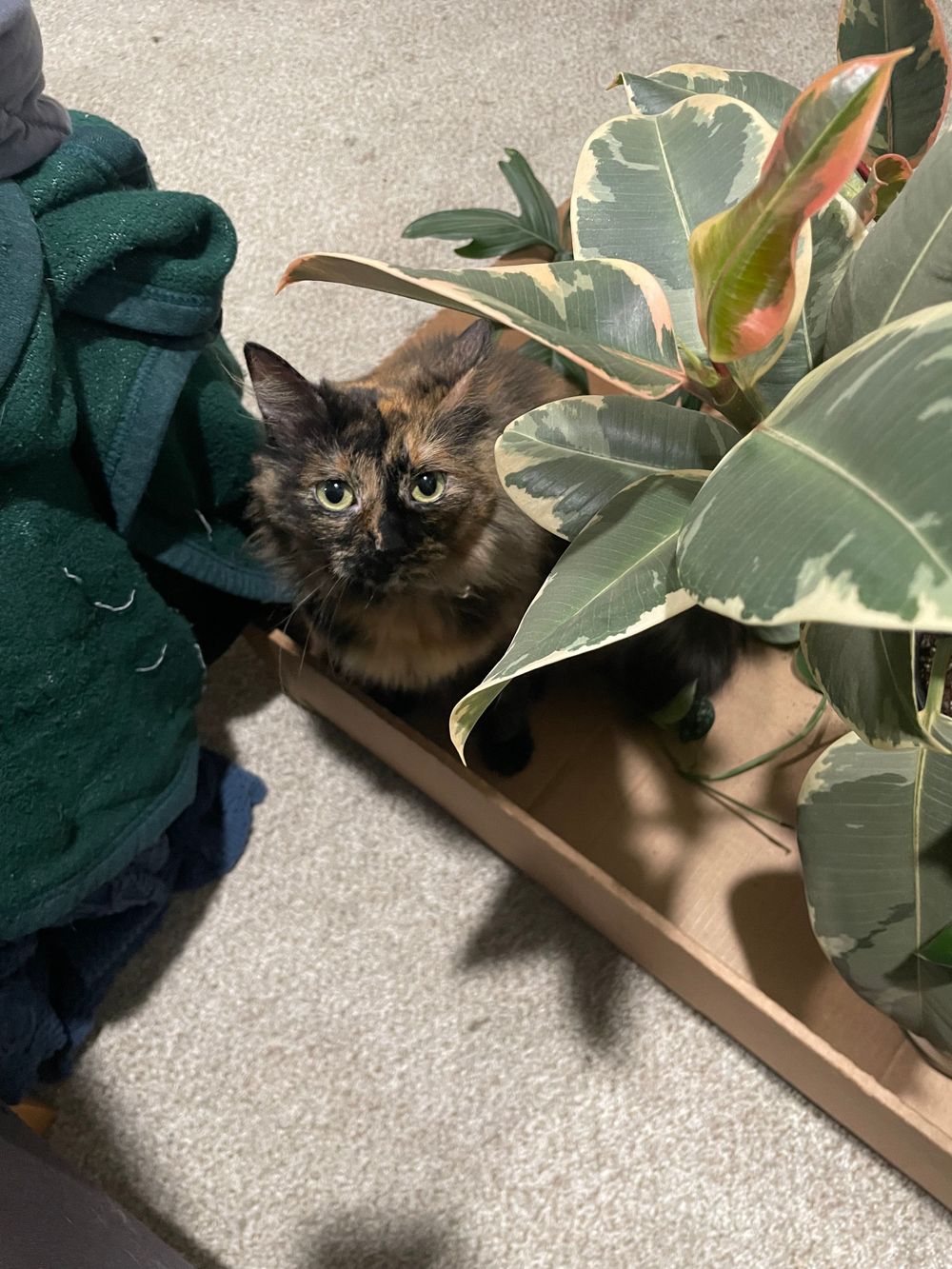 My therapy assistant