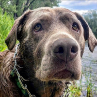 Gallery Photo of This is Olive, an emotional support animal that frequents the office too. He will bring a toy & begs to be petted (typical lab style).