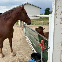 Gallery Photo of A couple of the staff at the Longmont office, Rej (left, larger horse) and Starlight (right, miniature horse). 