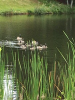 Gallery Photo of Nature can be healing. A pond along my walking route. (Tina Prentiss Counseling).