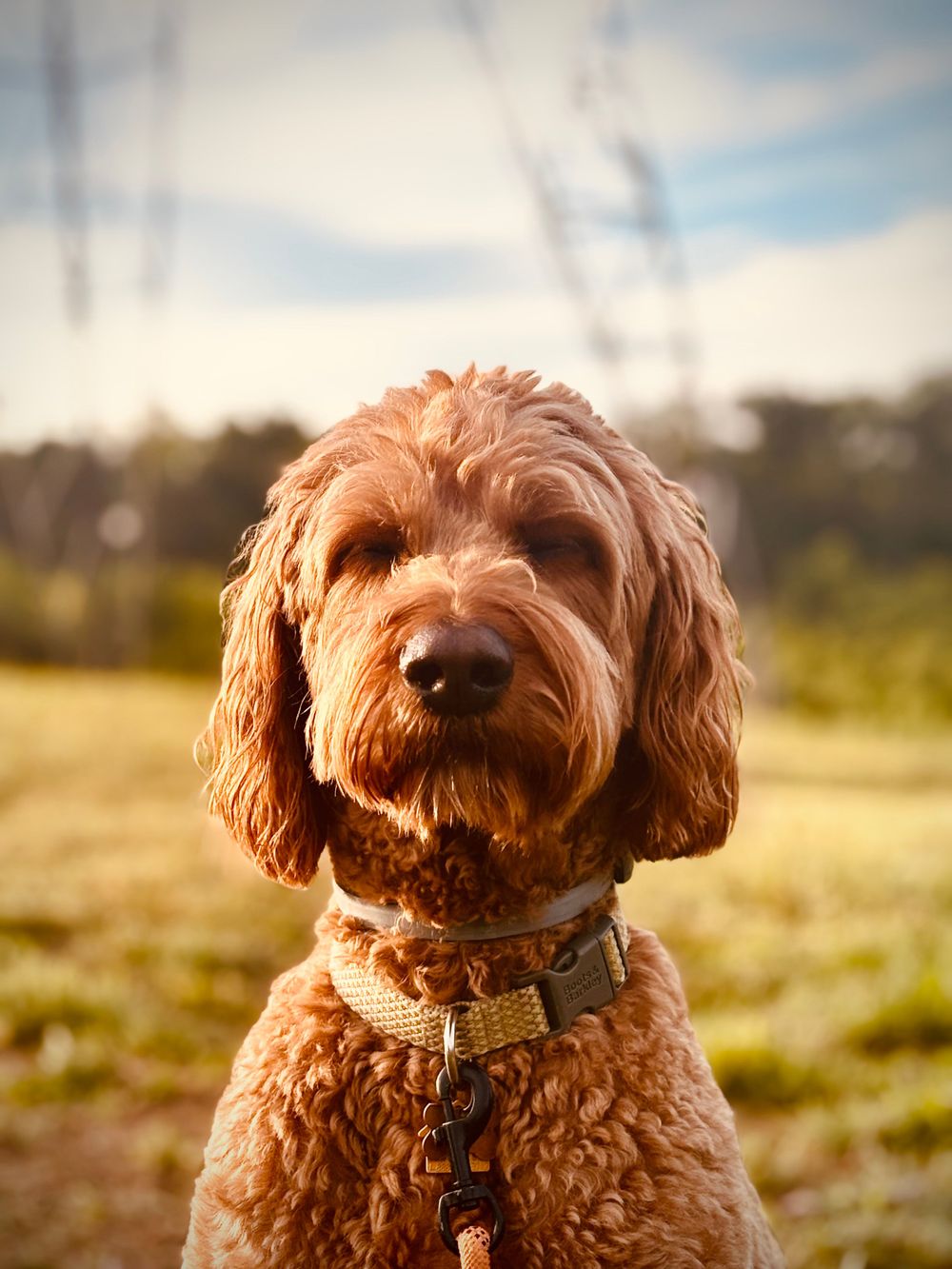 Meet Maslow the Therapy Dog! Channel your inner Maslow with some grounding and mindfulness!