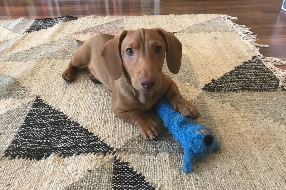 Mouse will join us during sessions for additional emotional support. 