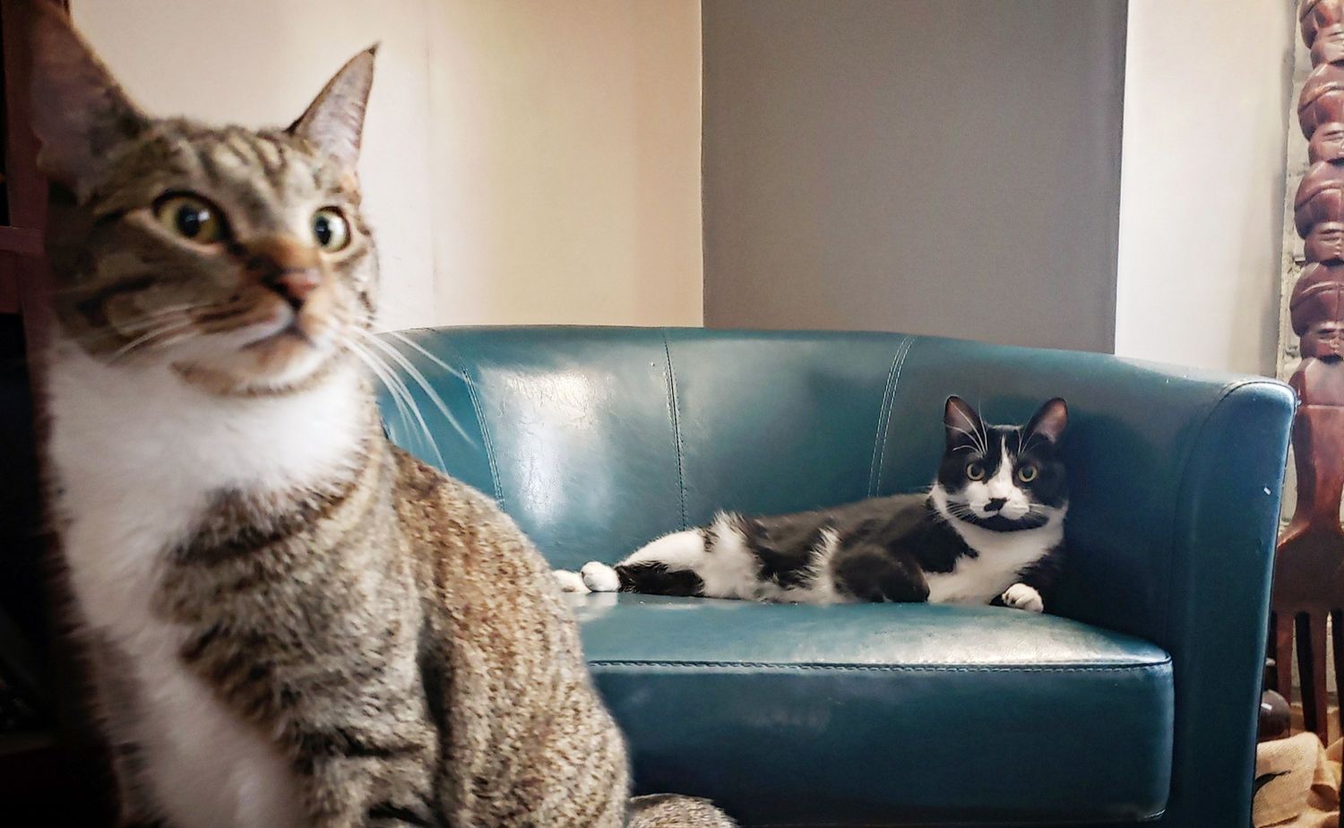 Gallery Photo of Business cats who have signed confidentiality agreements. They love our secure, Telehealth appointments. 