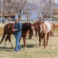 Gallery Photo of Working with a herd via my training at Animals 4 Healing in Utah. 
