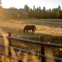 Gallery Photo of Horse grazing at Embark at Flathead Valley