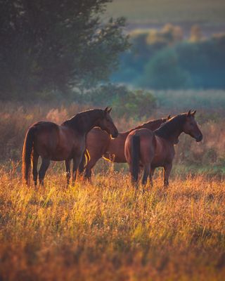 Photo of Gertrudis Alonso Arevalo - Great Falls Wellness, Clinical Social Work/Therapist, LCSW