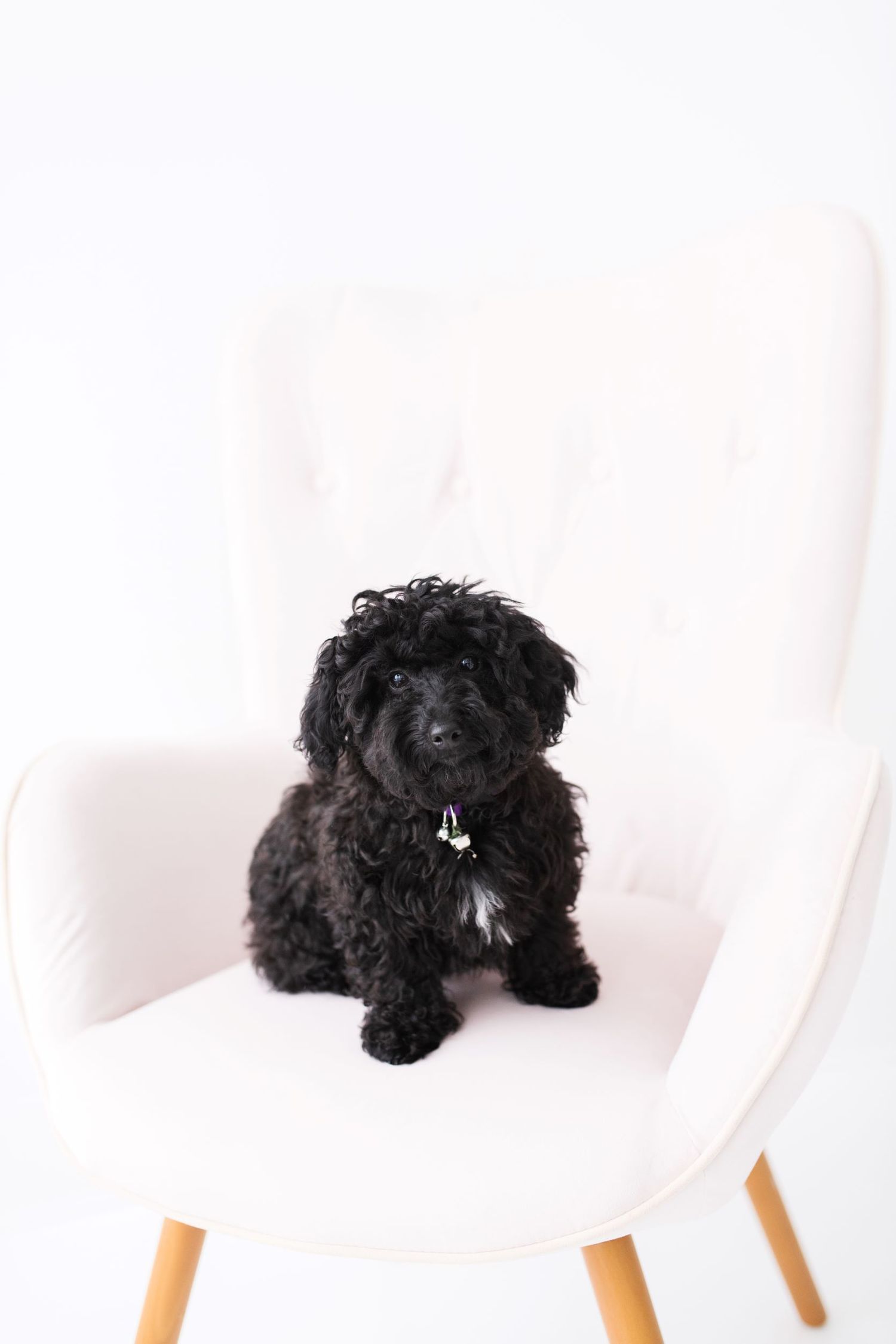 Gallery Photo of Rumi, therapy pup in training. 