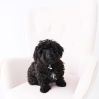 Gallery Photo of Rumi, therapy pup in training. 