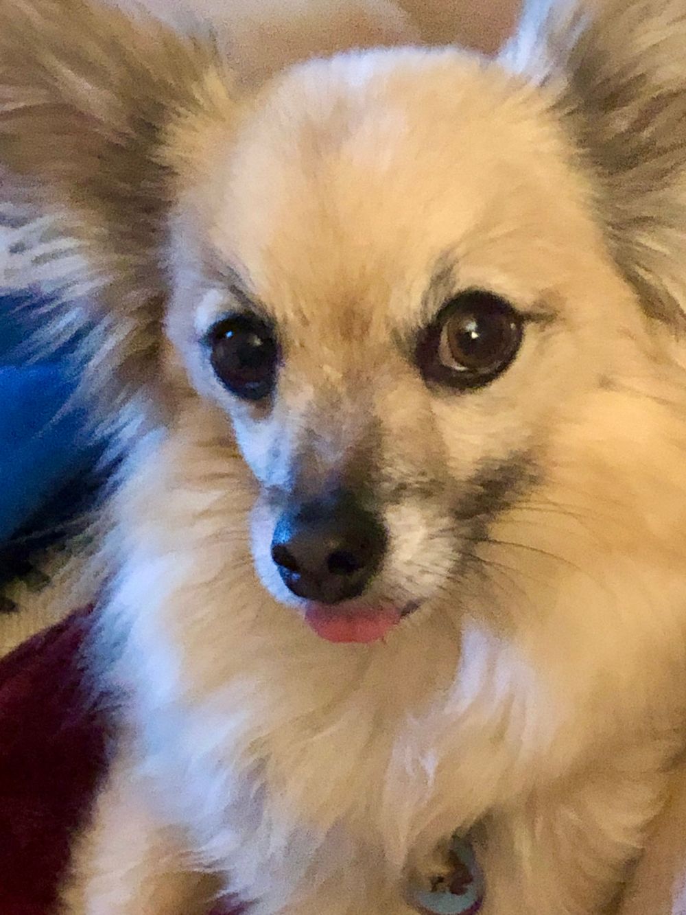 Beau, co-therapist