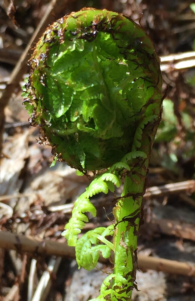 Inspiration for Spiral Green - I am inspired and grounded by nature.