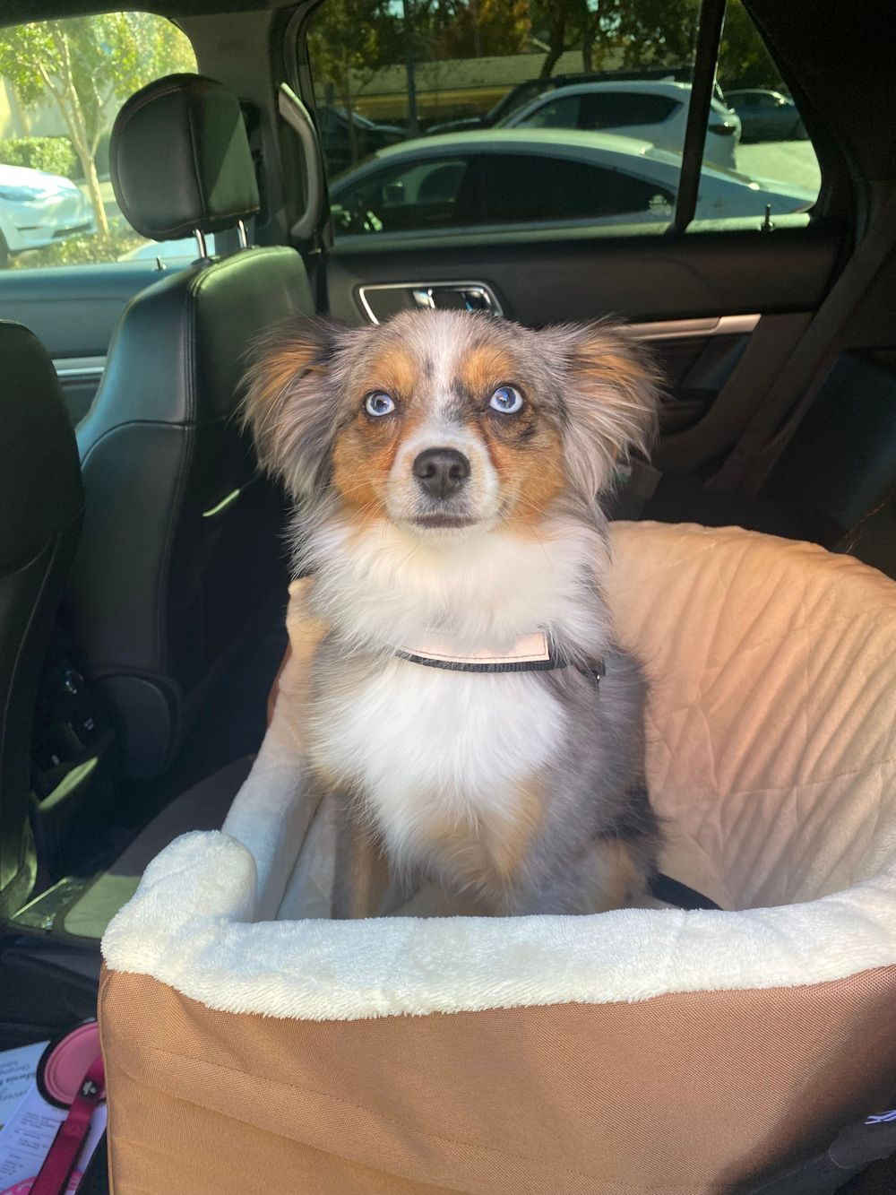 Remi heading into work with me 