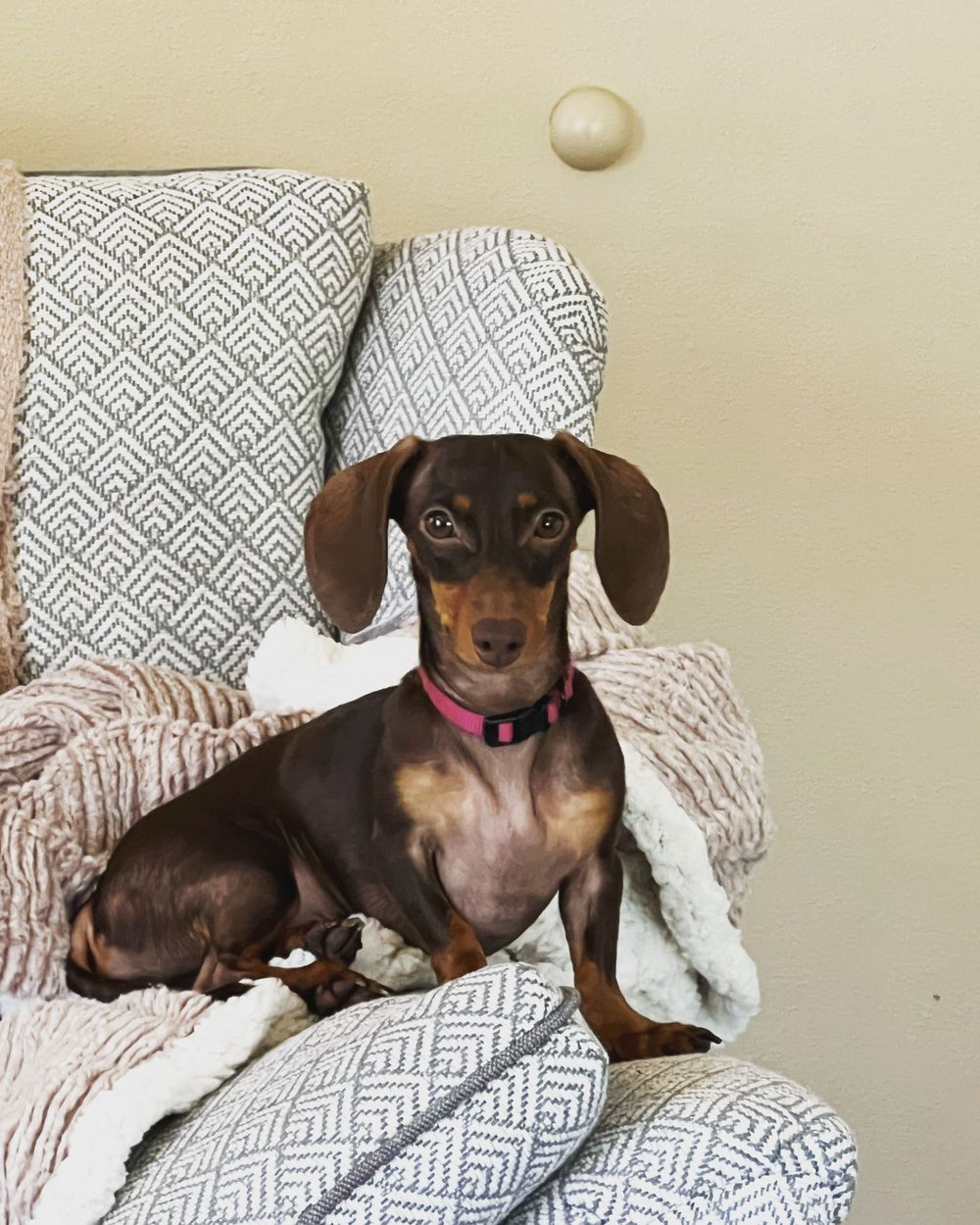 Joey is a miniature dachshund and my favorite coworker! As an emotional support/therapy animal she loves comforting and playing with clients. 