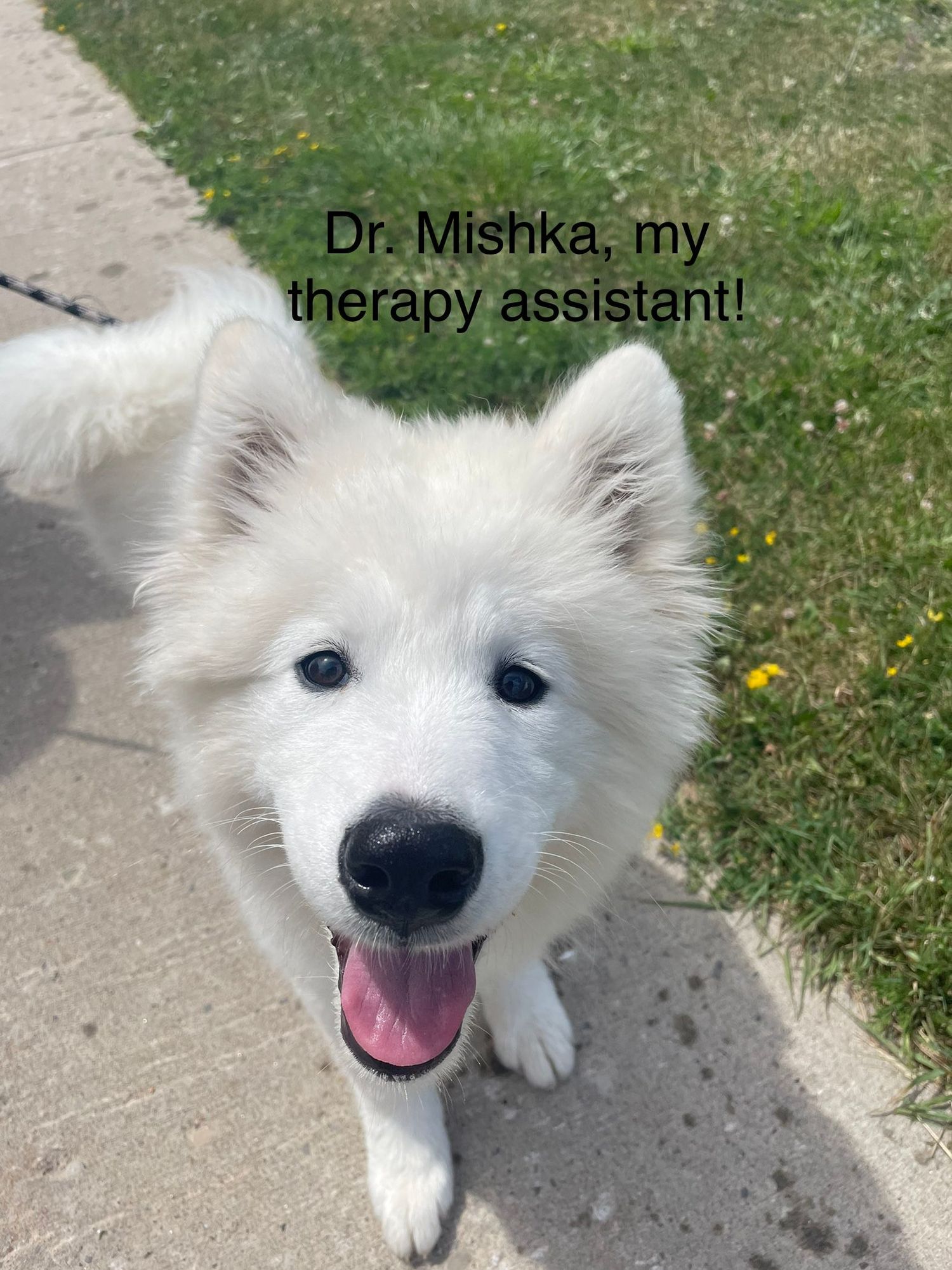 Gallery Photo of Mishka is my sweet Samoyed, who has been in sessions with me since she was a pup! Sessions without Mishka are also available! 
