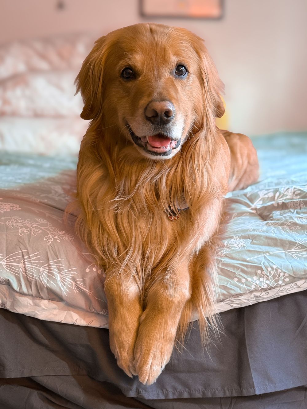 This is Tate my resident four-legged therapist. Whether he is alerting to anxiety or helping to regulate emotions, he brings joy to sessions. 
