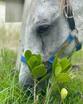 Photo of Monica Danielle Walling - Equine Assisted Psychotherapy , PhD, LMHC, CEAP