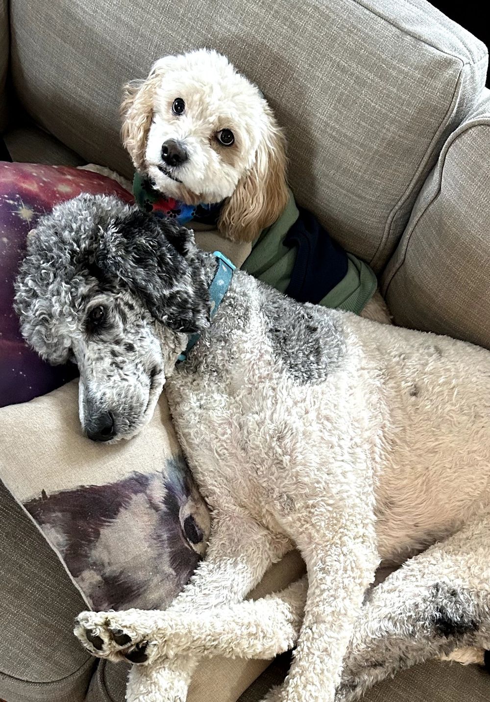 Percy (Cavapoo) is a therapy dog! Storm (Poodle) is in training! They bring warmth and regulation to sessions. 