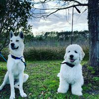 Gallery Photo of My friends dogs 