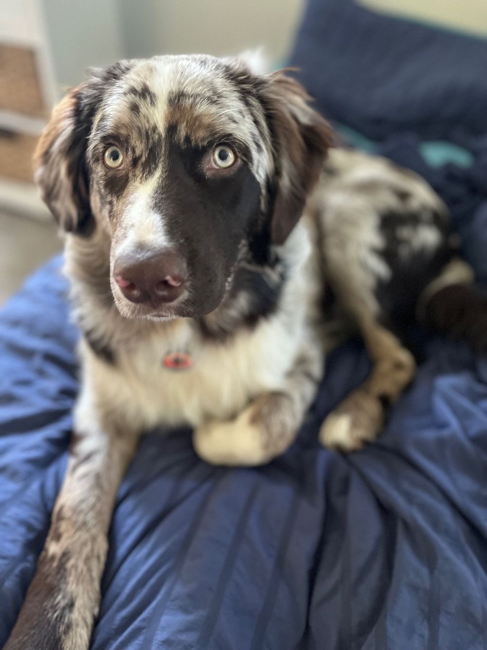 Jupiter- can join for sessions to offer levity and comfort.