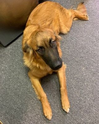 Photo of Samantha Corey - Behavioral Wellness Center, Licensed Professional Counselor, LPC, LLP, LP, LCSW