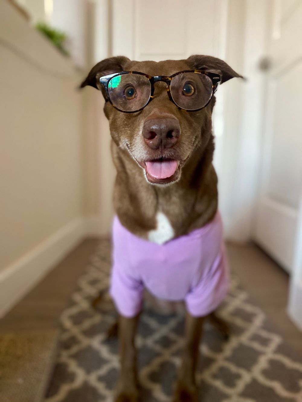 Therapist Cece. Emotional Support Dog reporting for duty. She specializes in smiles and is happy to join any session.